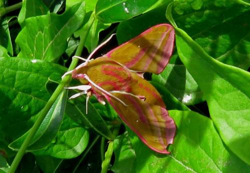 Deilephila elpenor